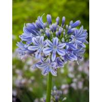 Agapanthus'Full Moon' 