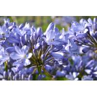 Agapanthus'Innsbruck' 