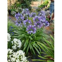 Agapanthus'Midnight moon' 