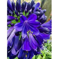 Agapanthus'Midnight Sky' 