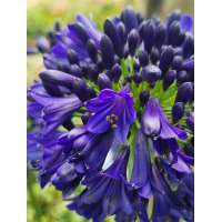 Agapanthus'Midnight Sky' 