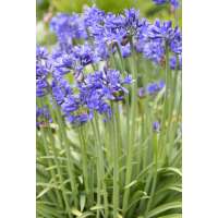 Agapanthus'Pino' 