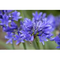 Agapanthus'Pino' 