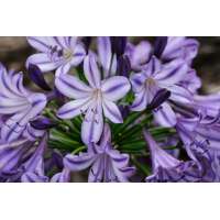Agapanthus'Poppin Star' 
