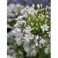 Agapanthus'Queen Mum' 