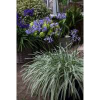 Agapanthus'Silver moon' 