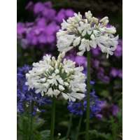 Agapanthus'Snow Crystal' 