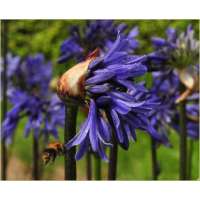 Agapanthus'Septemberhemel' 