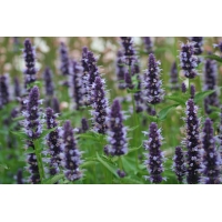 Agastache'Black Adder'
