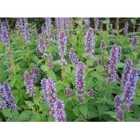 Agastache foeniculum