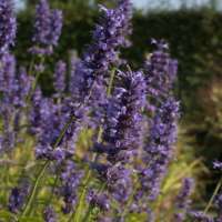 Agastache'Serpentine'