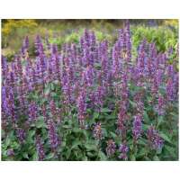 Agastache'Purple Haze' 