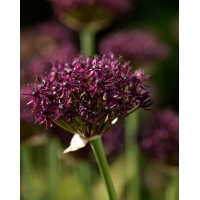 Allium afltunense'Purple Sensation'