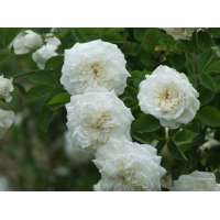 Rosa'Aimee Vibert' 