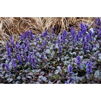Ajuga reptans'Braunherz'