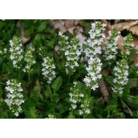Ajuga reptans'Alba'