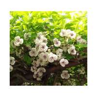 Akebia quinata'Alba' 