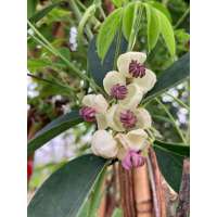 Akebia Quinta'Cream form' 