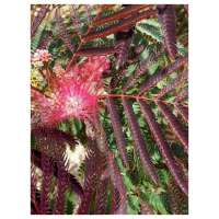 Albizia julibrissin'Evey's Pride' 