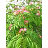 Albizia julbrissin'Ombrella' 
