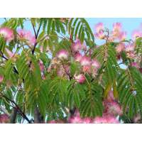 Albizia julibrissin 