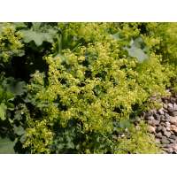 Alchemilla epipsilla