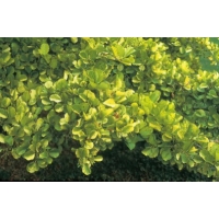 Alnus glutinosa'Aurea' 