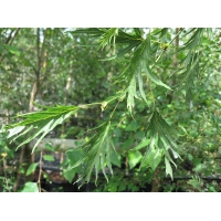 Alnus glutinosa'Imperialis' 