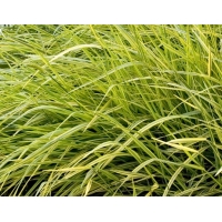 Alopecurus pratensis'Aureovariegatus'