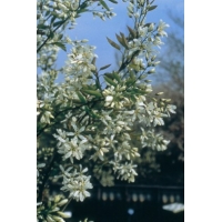 Amelanchier laevis'Ballerina' 