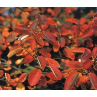 Amelanchier lamarckii 