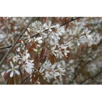 Amelanchier lamarckii 