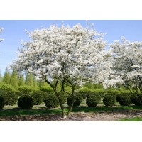 Amelanchier lamarckii 