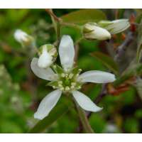 Amelanchier grandiflorum'Prince William' 