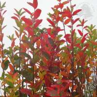 Amelanchier canadensis'Rainbow Pillar' 