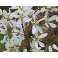 Amelanchier lamarckii 