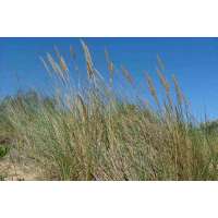 Ammophila arenaria