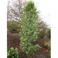 Amelanchier alnifolia'Obelisk' leivorm 