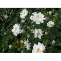 Anemone hybrida'Whirlwind'