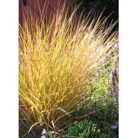 Anemanthele lessoniana