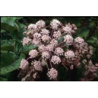 Angelica sylvestris'Vicar's Mead'