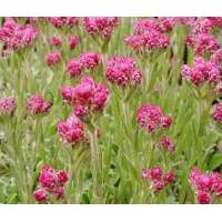 Antennaria dioica'Rubra'