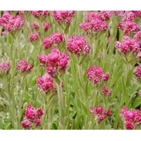 Antennaria dioica'Rubra'
