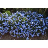 Lithodora diffusa'Star'