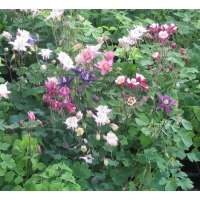 Aquilegia'Biedermeier' 