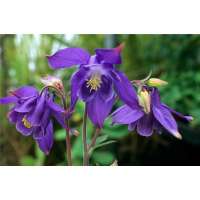 Aquilegia alpina 