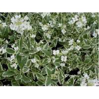 Arabis caucasica'Variegata'