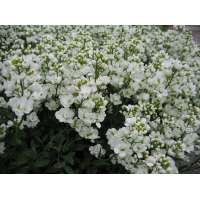 Arabis caucasica'Plena'