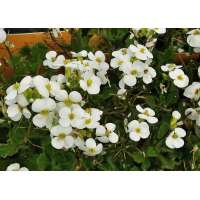 Arabis caucasica'Snowcap'