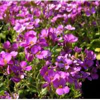 Arabis caucasica'Pinkie'